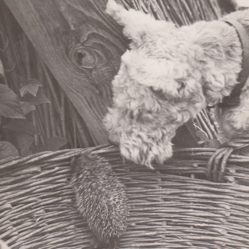 Hund beobachtet kleiner igel - hund,