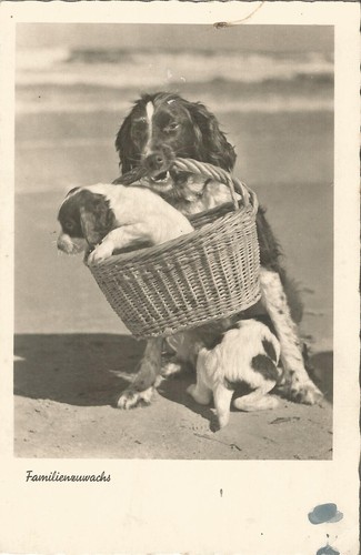 Hund familenzuwachs welpe im - hund,,