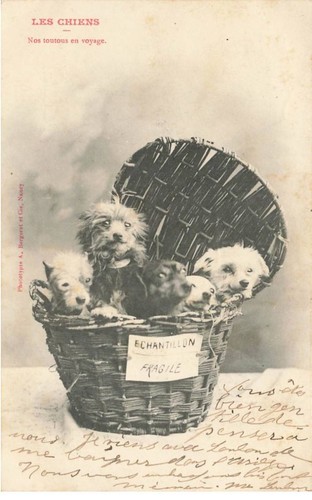 Tiere al000766 hunde - tiere,
