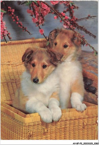 Bfp2 0728 tiere - tiere, zwei