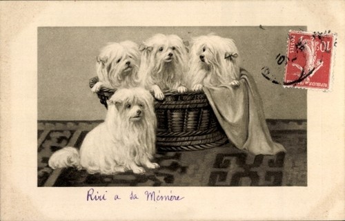 Präge passepartout hunde - ak,