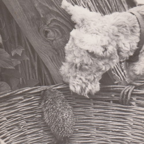Hund beobachtet kleiner igel - kleiner,
